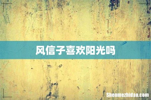 风信子喜欢阳光吗
