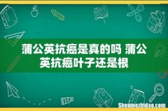 蒲公英抗癌是真的吗 蒲公英抗癌叶子还是根
