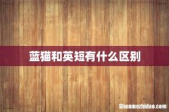 蓝猫和英短有什么区别