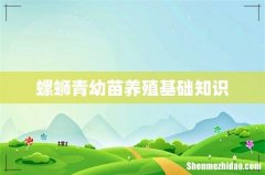 螺蛳青幼苗养殖基础知识