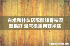 白术和什么搭配健脾胃祛湿效果好 湿气很重用苍术还是白术