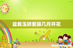 盆栽玉碎紫藤几月开花