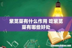 紫苋菜有什么作用 吃紫苋菜有哪些好处