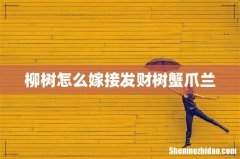 柳树怎么嫁接发财树蟹爪兰