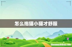 怎么抱猫小猫才舒服