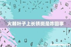 火棘叶子上长锈斑是咋回事