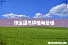 绿宝甜瓜种植与管理