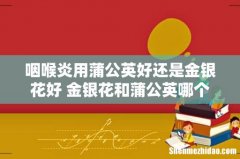 咽喉炎用蒲公英好还是金银花好 金银花和蒲公英哪个降火好