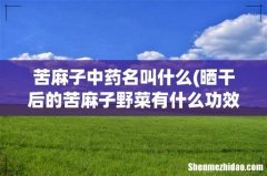 晒干后的苦麻子野菜有什么功效 苦麻子中药名叫什么