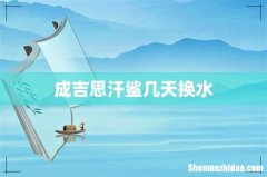 成吉思汗鲨几天换水