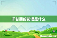 洋甘菊的花语是什么