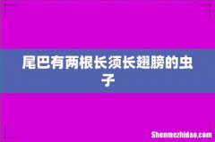 尾巴有两根长须长翅膀的虫子