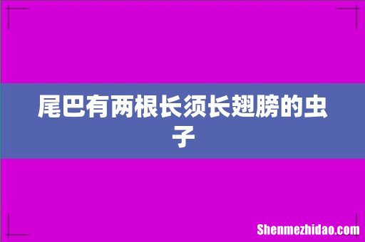尾巴有两根长须长翅膀的虫子