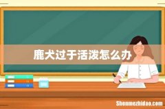 鹿犬过于活泼怎么办
