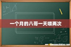 一个月的八哥一天喂两次