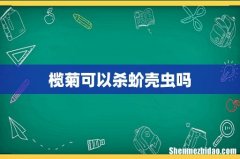 榄菊可以杀蚧壳虫吗