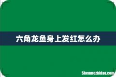 六角龙鱼身上发红怎么办