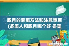 冬美人和胧月哪个好 冬美人和胧月有什么区别 胧月的养殖方法和注意事项