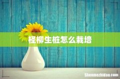 柽柳生桩怎么栽培