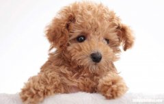 泰迪犬感冒了怎么办 泰迪狗感冒了能自愈吗