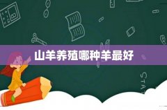 山羊养殖哪种羊最好