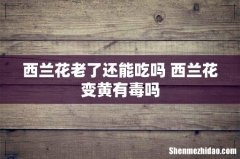 西兰花老了还能吃吗 西兰花变黄有毒吗