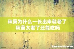 秋葵为什么一长出来就老了 秋葵太老了还能吃吗