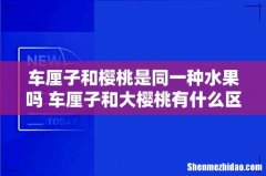 车厘子和樱桃是同一种水果吗 车厘子和大樱桃有什么区别