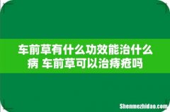 车前草有什么功效能治什么病 车前草可以治痔疮吗
