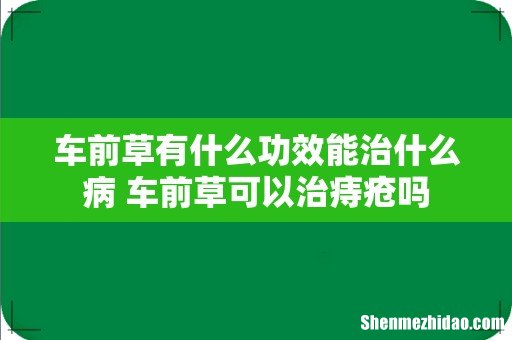 车前草有什么功效能治什么病 车前草可以治痔疮吗