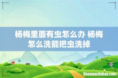 杨梅里面有虫怎么办 杨梅怎么洗能把虫洗掉