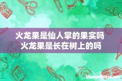 火龙果是仙人掌的果实吗 火龙果是长在树上的吗