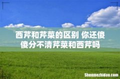 西芹和芹菜的区别 你还傻傻分不清芹菜和西芹吗