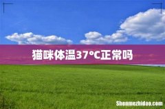 猫咪体温37℃正常吗