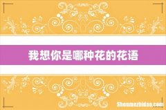 我想你是哪种花的花语