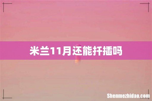 米兰11月还能扦插吗