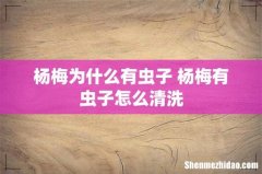 杨梅为什么有虫子 杨梅有虫子怎么清洗
