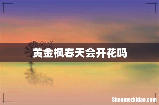 黄金枫春天会开花吗