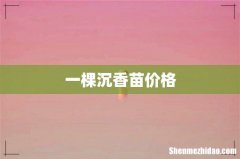 一棵沉香苗价格