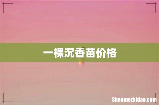 一棵沉香苗价格