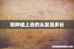 刚种植上去的头发是多长