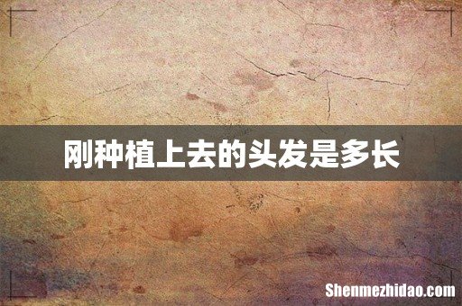 刚种植上去的头发是多长