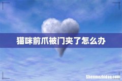 猫咪前爪被门夹了怎么办