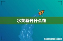 水芙蓉开什么花