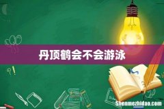 丹顶鹤会不会游泳