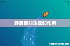 野菠菜的功效和作用