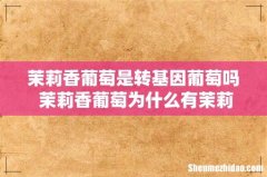 茉莉香葡萄是转基因葡萄吗 茉莉香葡萄为什么有茉莉味