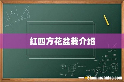红四方花盆栽介绍