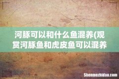 观赏河豚鱼和虎皮鱼可以混养吗？ 河豚可以和什么鱼混养