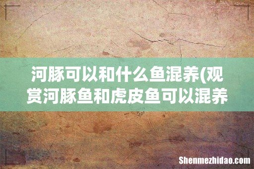 观赏河豚鱼和虎皮鱼可以混养吗? 河豚可以和什么鱼混养